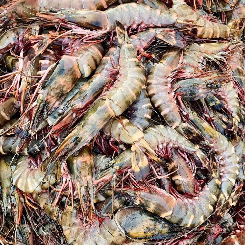 The Seafood Market