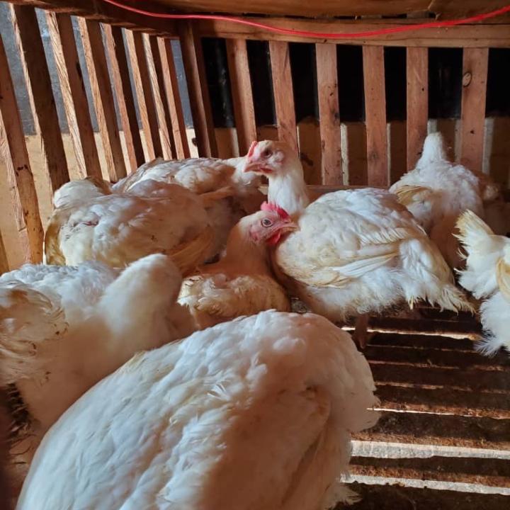 fowl