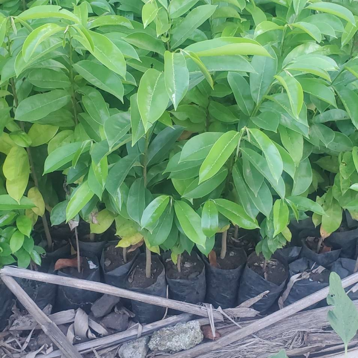SOURSOP nursery for planting