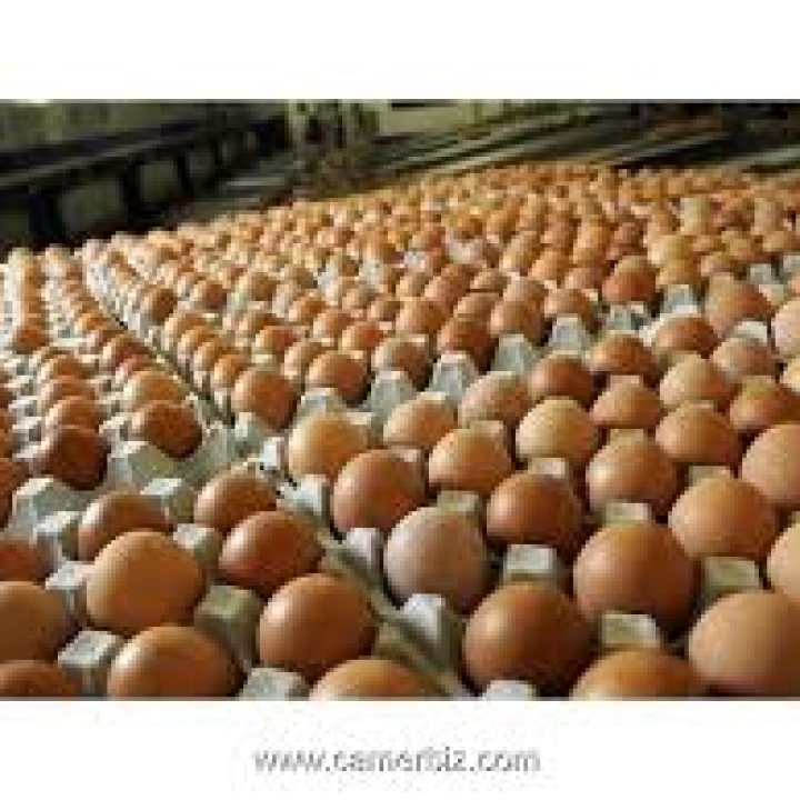 White and brown egg at very affordable prices