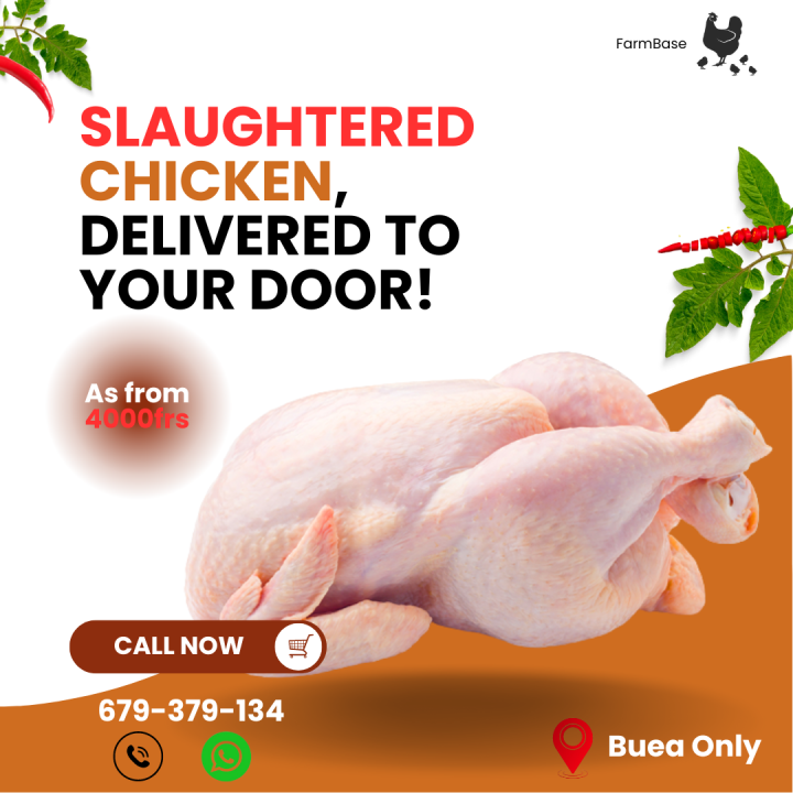 Fresh Chicken