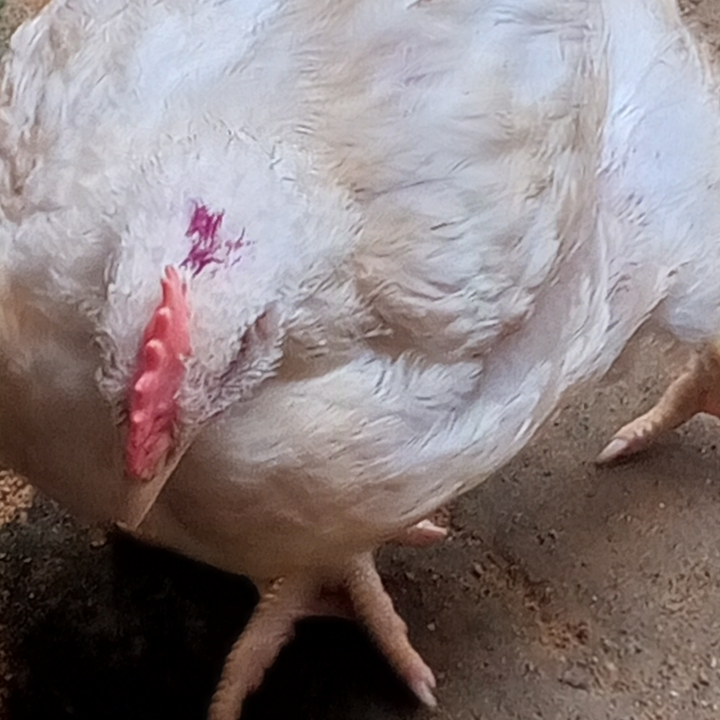 Fowls for meat