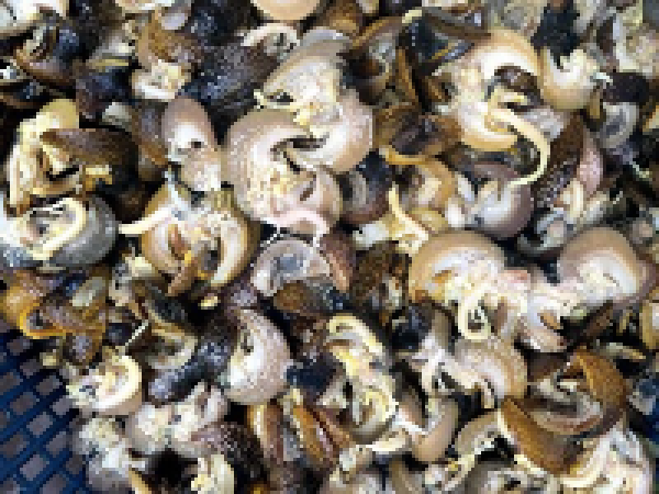 Fresh Snails