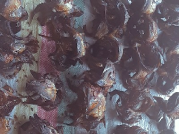 Dry fish