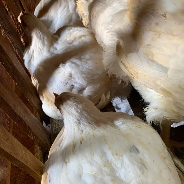 fowl