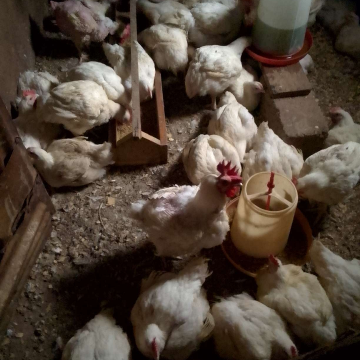 healthy chickens