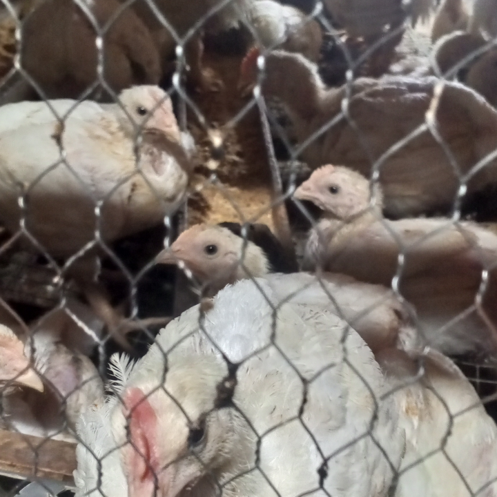 Chickens
