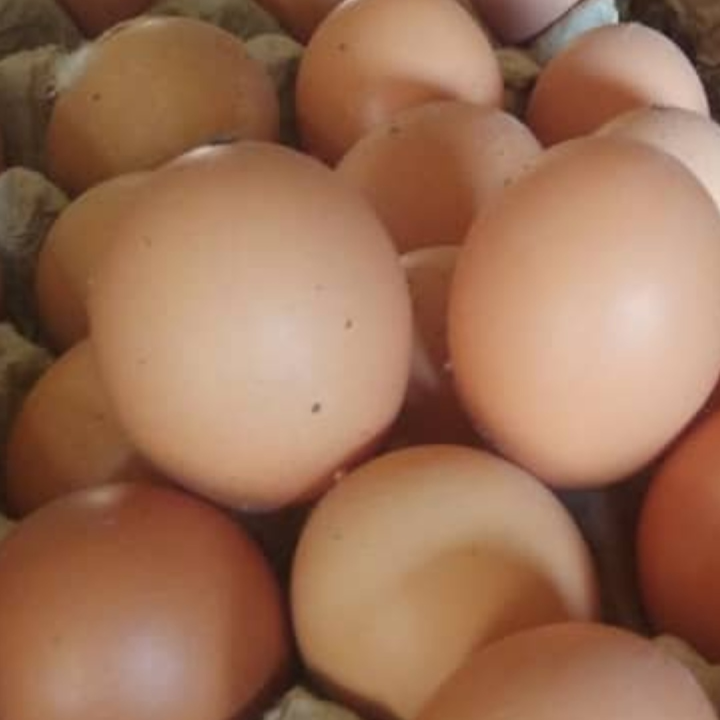 Tray egg