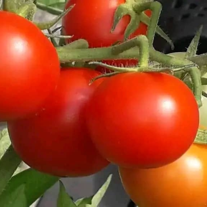 Tomate