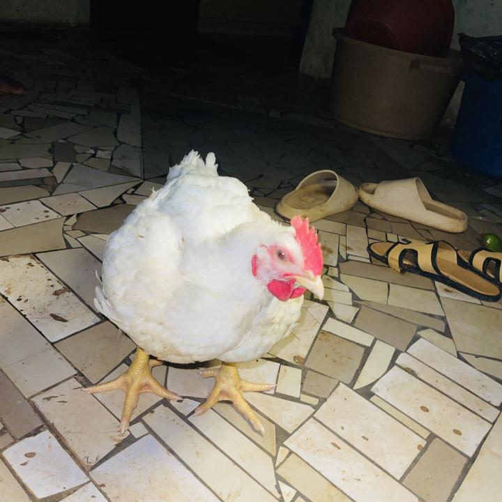 Chicken