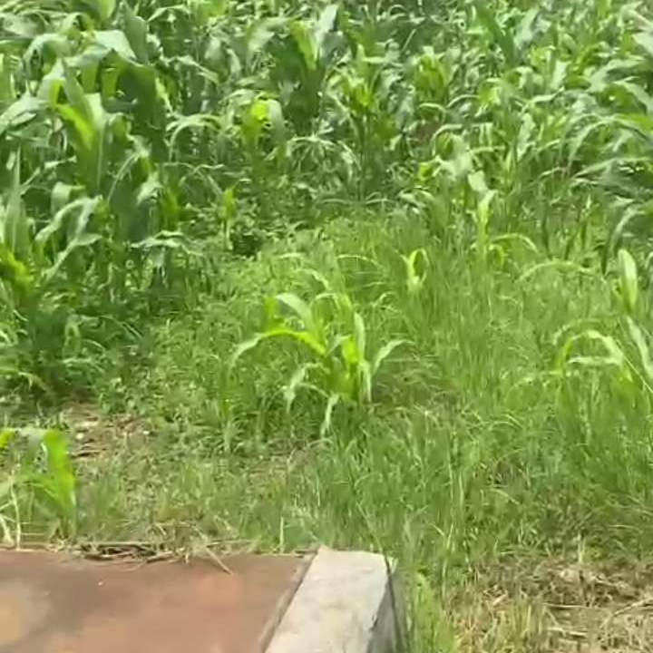 LAND