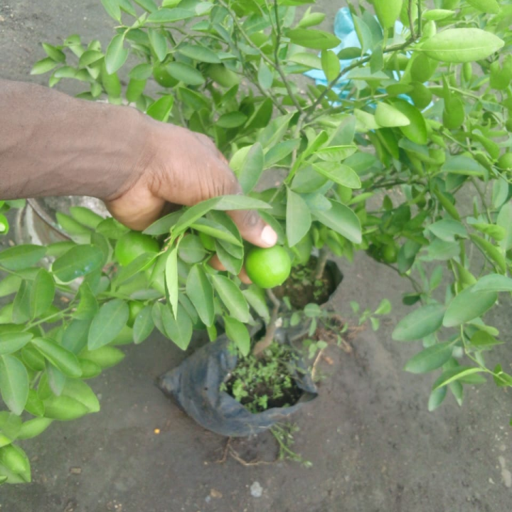 Citron Nursery