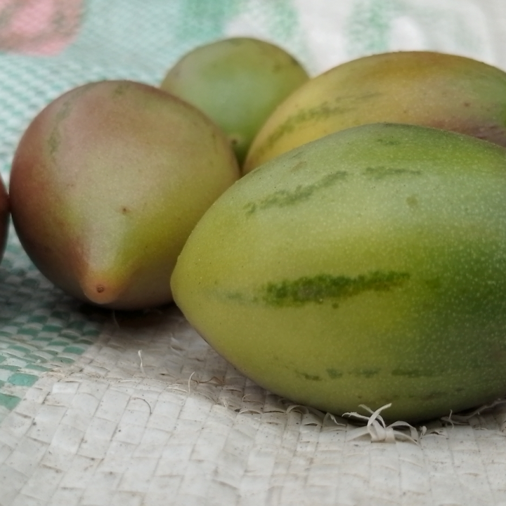 Adam Fruit