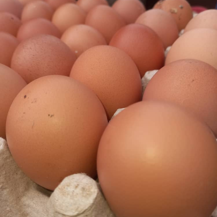 Egg