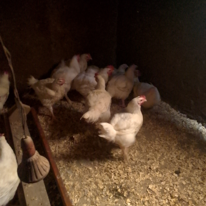 Fowls