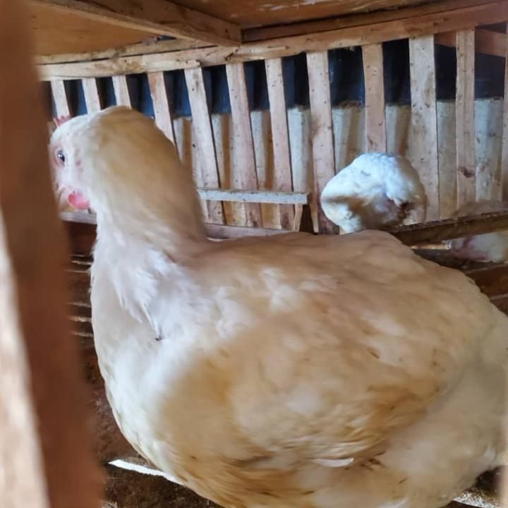 fowl