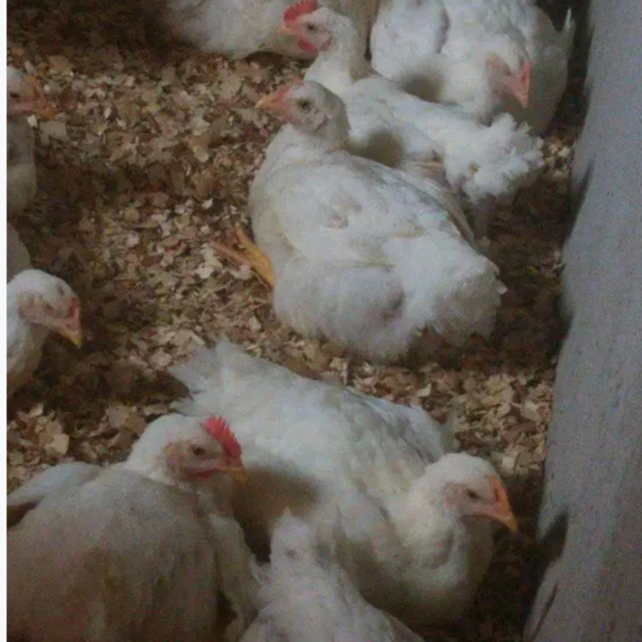 fowl
