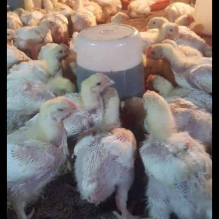 chicks
