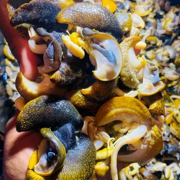 snails