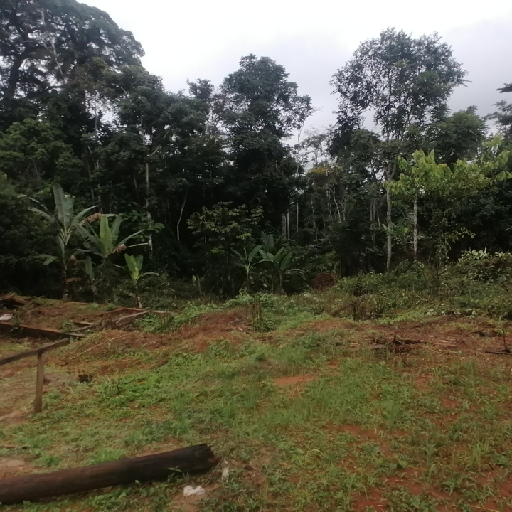 Titled land