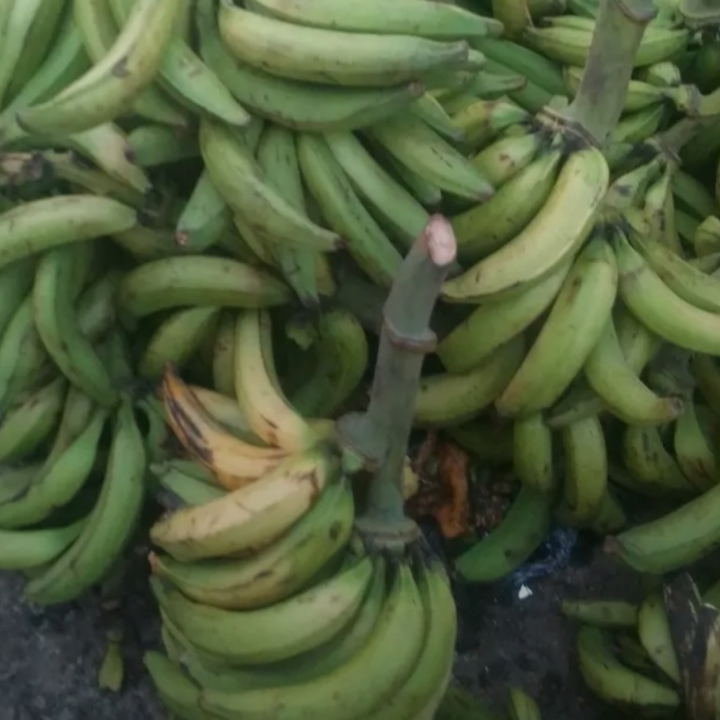 bunch of plantain
