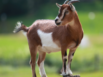 Goat