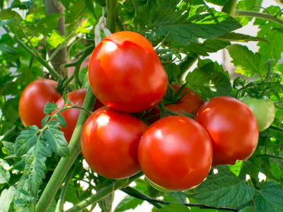 Fresh Tomatoes