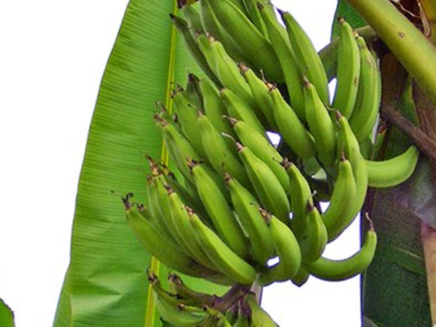 Bunch of Plantains