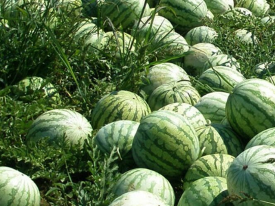 Water Melon