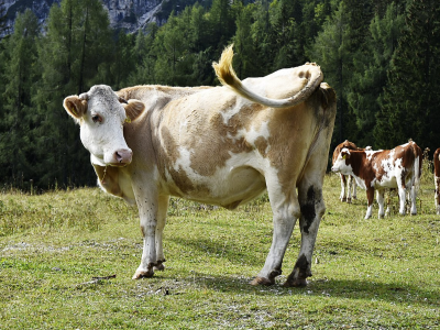 Cow ( Cattle)