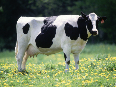 Cow ( Cattle)