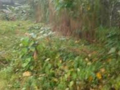 1000m² land