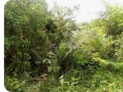 2000m² land