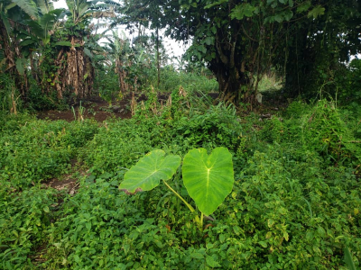 Land for sale Great Soppo Njasasa Buea 350m2
