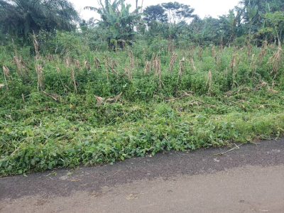 Land for sale Great Soppo Likoko Buea 800m2