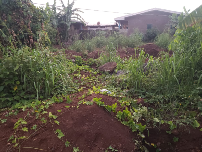 Land for sale mile 18 Junction Buea 840m2