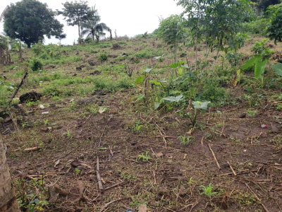 Land for Sale in Bonduma Buea 6500m2