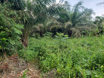 Land one Hectare Mile 15 Buea