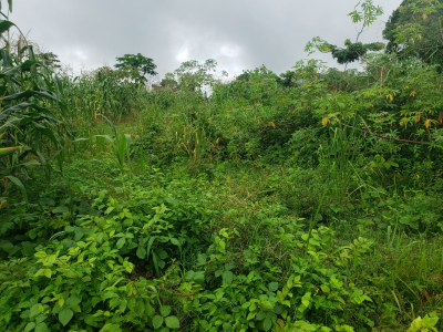 Land Lysoko near CUIB Buea 636m2