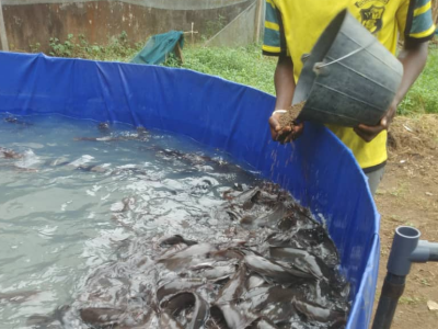 Sillures ( poissons chats ) 1kg