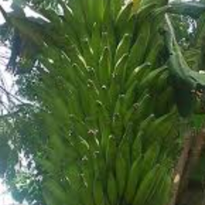 Plantains( Big Ebanga and Essong
