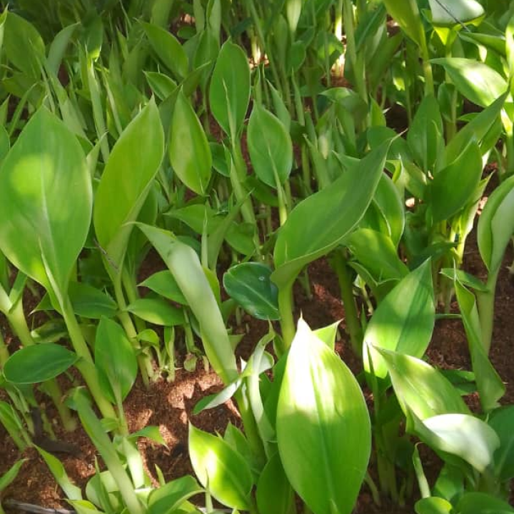Plantain Seedlings