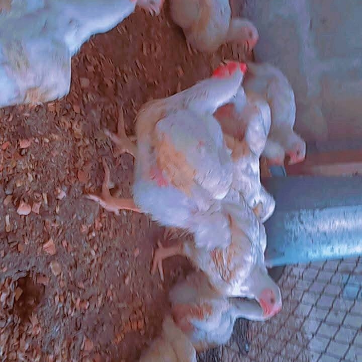 Poulet bonne quantité