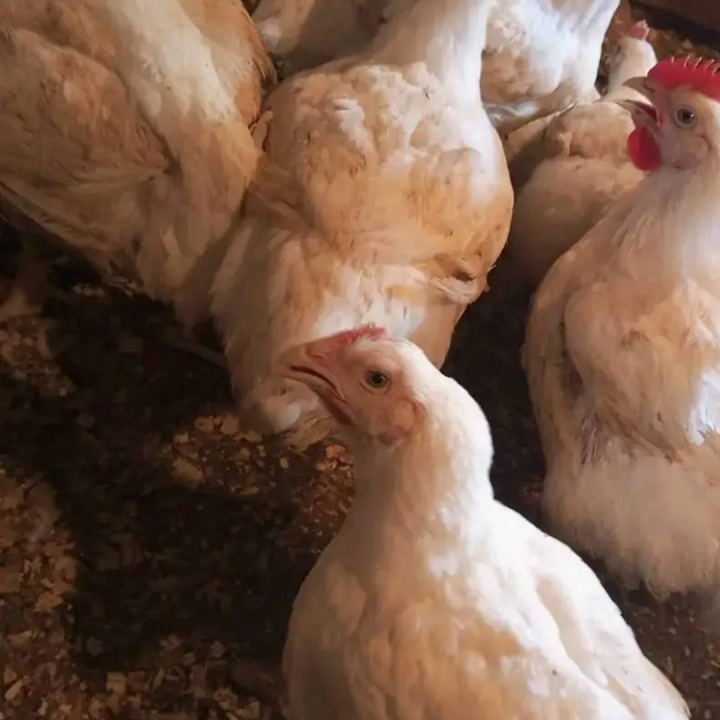 fowl