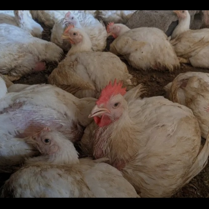 fowls