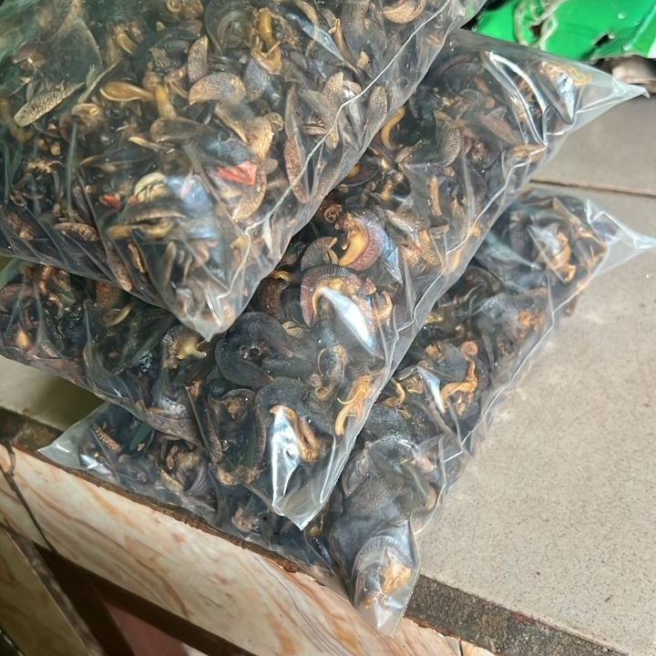 Snails