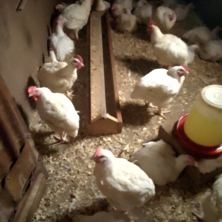 Fowls