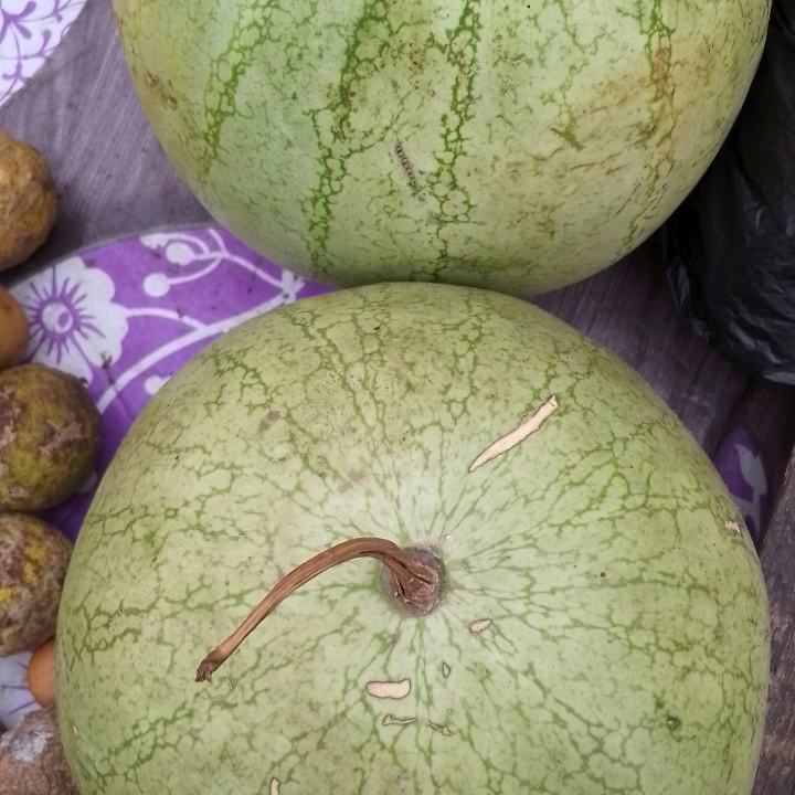 Watermelon