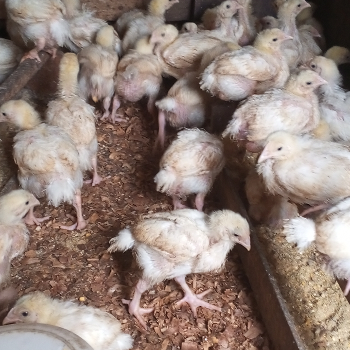 well vaccinated chicks