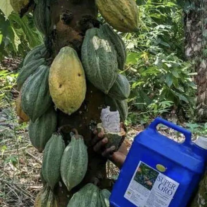 Cocoa Super Grow
